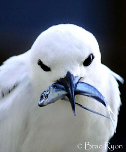 Ferry Tern with a freshly caught flying fish by Brad Ryon 
